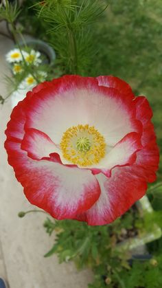 a red and white flower with yellow center