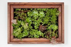 a wooden frame filled with green plants on top of a white wall