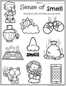 the worksheet for making sense of smell