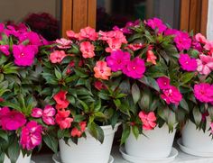 pink and red flowers are in white pots