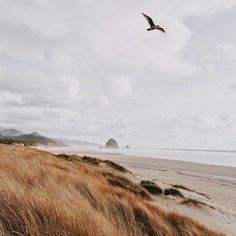 a bird flying over the top of a sandy beach with tall grass and sand dunes