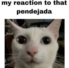 a white cat with the caption my reaction to that pendiejada on it