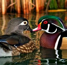 two ducks are swimming in the water near each other and one is biting another's beak