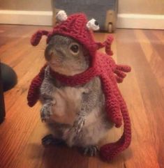 a squirrel wearing a red knitted hat and scarf