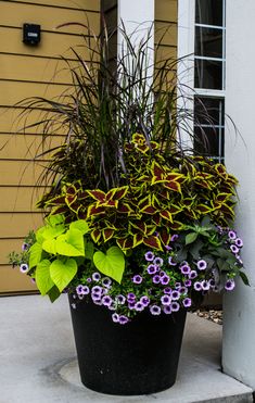 a potted plant with purple and yellow flowers in front of a house on the sidewalk