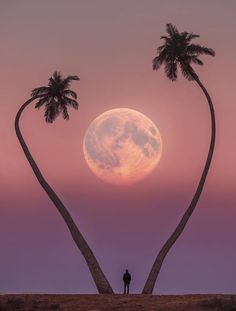 two palm trees with the moon in the background and a person standing under one tree