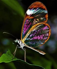 a colorful butterfly sitting on top of a green leaf