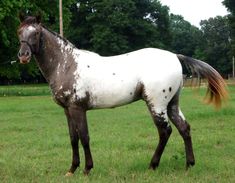 a brown and white horse standing on top of a lush green field next to trees