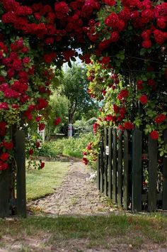 red roses growing on the side of a wooden fence