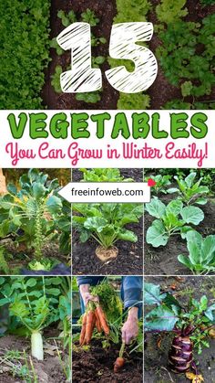 vegetables growing in the garden with text overlay that reads 15 vegetable tables you can grow in winter easily