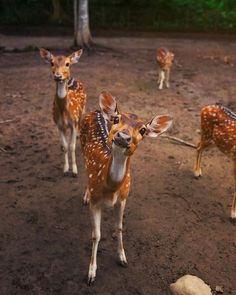 several young deer are standing in the dirt