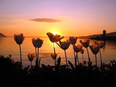 the sun is setting behind tulips by the water