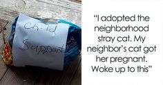 a piece of paper taped to the side of a bag that says, i adopted the neighborhood stray cat my neighbor's cat got her pregnant woke up to this