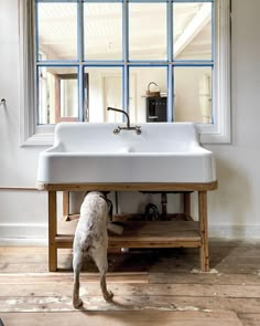 a dog standing in front of a sink under a window