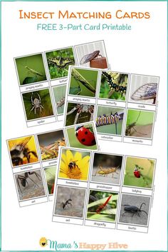 insect matching cards with pictures of insects