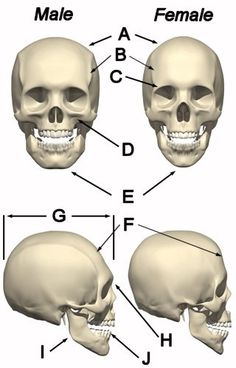 three different views of the human skull and their corresponding facial features are shown in this diagram