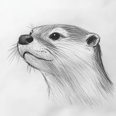 a pencil drawing of an otter's face