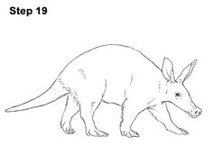 a drawing of an armadile on a white background with the words step 19