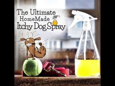 This Itchy Dog Spray has been an Internet sensation and you won't want to miss it. If your dog is in discomfort, this may be just what you are looking for. Get the details now. Itchy Dog Spray, Itchy Skin Remedy, Chihuahua Terrier, Dog Spray, Anti Itch Cream