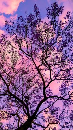 the silhouette of a tree against a purple sky