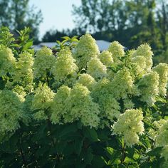 some white flowers are blooming in the sun