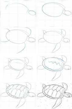 how to draw sea turtles step by step