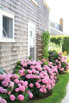 pink flowers line the side of a house