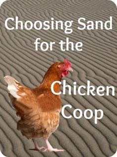 a chicken is standing in the sand with words reading choosing sand for the chicken coop