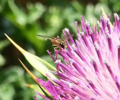 a close up of a flower with a bee on it