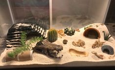 an aquarium filled with different types of plants and rocks, including cacti and succulents