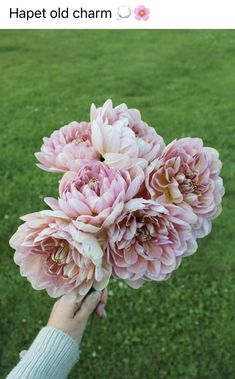 a person holding pink flowers in their hand with the caption, happy old charm