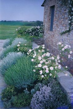 some white and purple flowers in front of a brick building with blue grass on the side