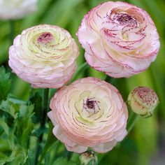 three pink flowers with green leaves in the background