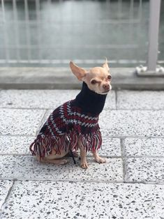 a small chihuahua dog wearing a sweater and sitting on the ground in front of water