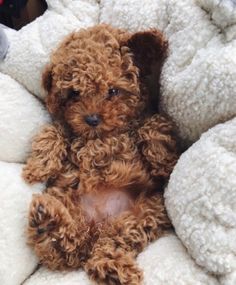 a small brown dog laying on top of a pile of white blankets with his paw in the middle