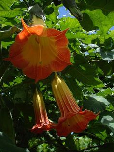 an orange and yellow flower hanging from a tree