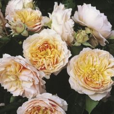 several pink and yellow flowers with green leaves