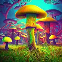 an image of colorful mushrooms in the grass