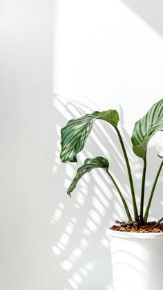 a potted plant sitting on top of a wooden table next to a white wall