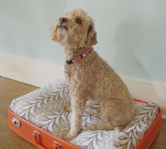 a brown dog sitting on top of an orange piece of luggage with a white and black pattern