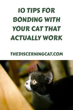 a black and white cat looking up at the camera with text overlay reading 10 tips for bonding with your cat that actually work