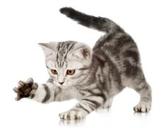 a small kitten playing with a toy on a white background in front of the camera