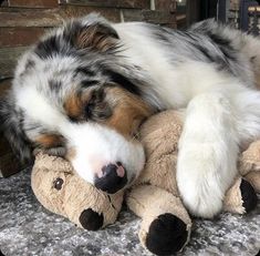 a dog is sleeping with its head on a teddy bear