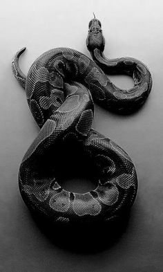 a black and white photo of a snake