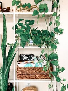 some plants are sitting on shelves in a room