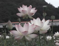 some pink and white flowers in a field