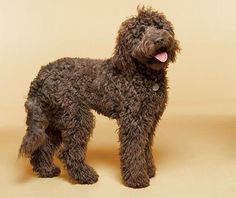 a shaggy brown dog standing on top of a white floor next to a yellow wall