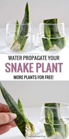 the process to make a snake plant in a glass bowl with water and plants inside