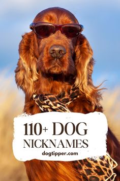 a brown dog wearing sunglasses holding a sign with the words 10 + dog nicknames