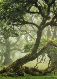 an old tree with moss growing on it's branches in the foggy forest